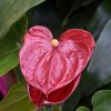 Anthurium friedrichsthalii (M) - Image 2